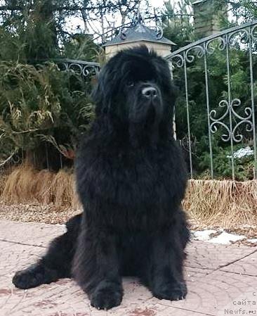 Фотография № 202010