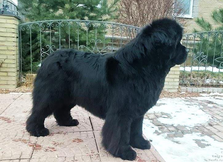 Фотография № 202011