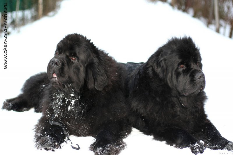 Фото: ньюфаундленд Chernaya Mafia Must Have (Черная Мафия Муст Хаве), ньюфаундленд Tselogo Mira Malo iz Arkaima (Целого Мира Мало из Аркаима)