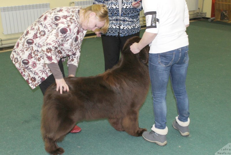 Фото: ньюфаундленд Naomi Tagoliri for Brouwnblood (Наоми Таголири фор Браунблад)