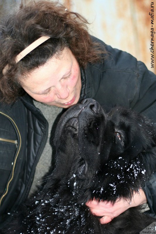 Фото: ньюфаундленд Chernaya Mafia Must Have (Черная Мафия Муст Хаве), Anna Kovalyova (Анна Ковалёва)
