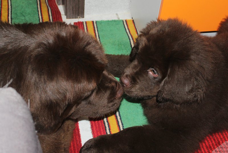 Фото: ньюфаундленд Naomi Tagoliri for Brouwnblood (Наоми Таголири фор Браунблад), ньюфаундленд Braunblad MSK Syemmi Less (Браунблад МСК Сэмми Лесс)