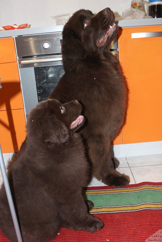 Фото: ньюфаундленд Naomi Tagoliri for Brouwnblood (Наоми Таголири фор Браунблад), ньюфаундленд Braunblad MSK Syemmi Less (Браунблад МСК Сэмми Лесс)