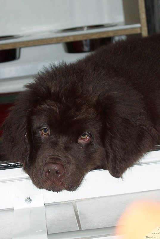 Фотография № 202022