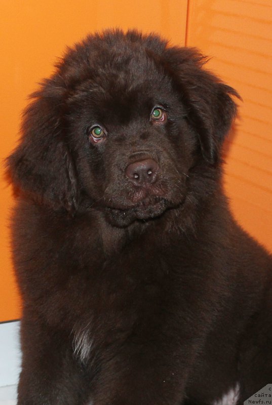 Фотография № 202023