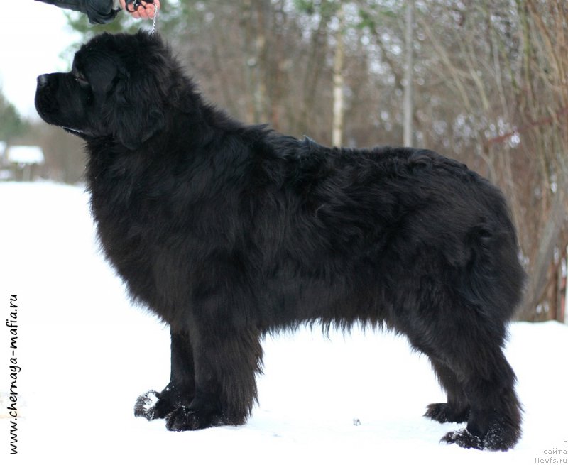 Фото: ньюфаундленд Chernaya Mafia Must Have (Черная Мафия Муст Хаве)
