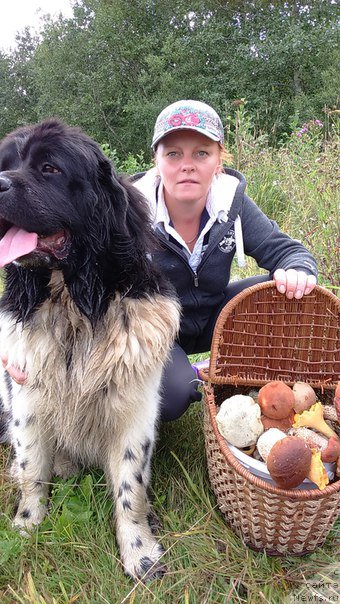 Фото: ньюфаундленд Flyufi Avalanch Polnoch' (Флюфи Аваланч Полночь)