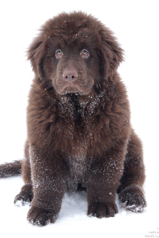 Фотография № 202035