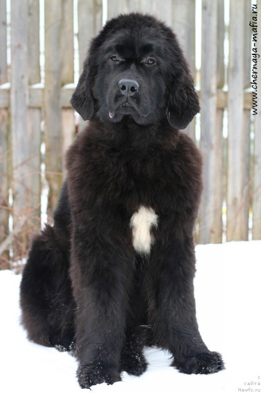 Фото: ньюфаундленд Chernaya Mafia Аlluring Prospect (Черная Мафия Аллуринг Проспект)