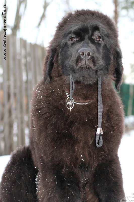 Фото: ньюфаундленд Chernaya Mafia Аll Rights Reserved (Черная Мафия Алл Ригхтс Ресервед)