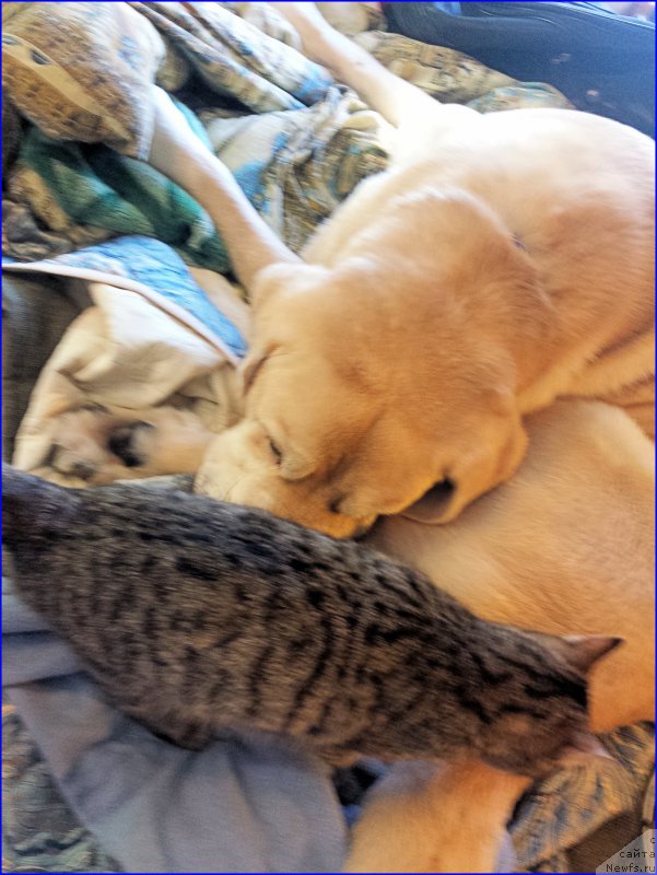 Фотография № 202045