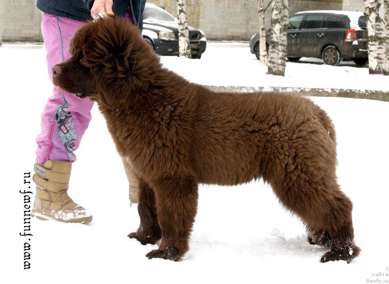 Фото: ньюфаундленд Funnewf Atlantika (Фанньюф Атлантика)