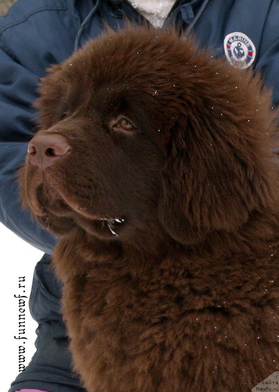 Фото: ньюфаундленд Funnewf Atlantika (Фанньюф Атлантика)