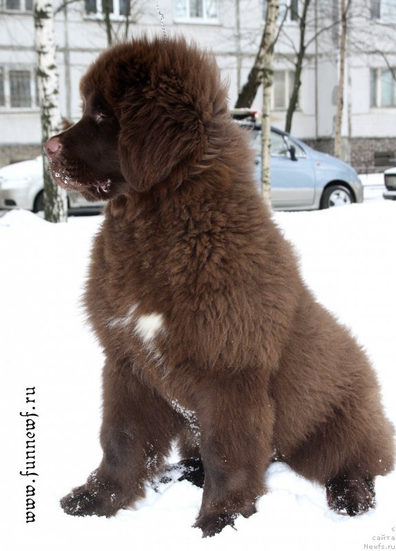 Фото: ньюфаундленд Funnewf Atlantika (Фанньюф Атлантика)