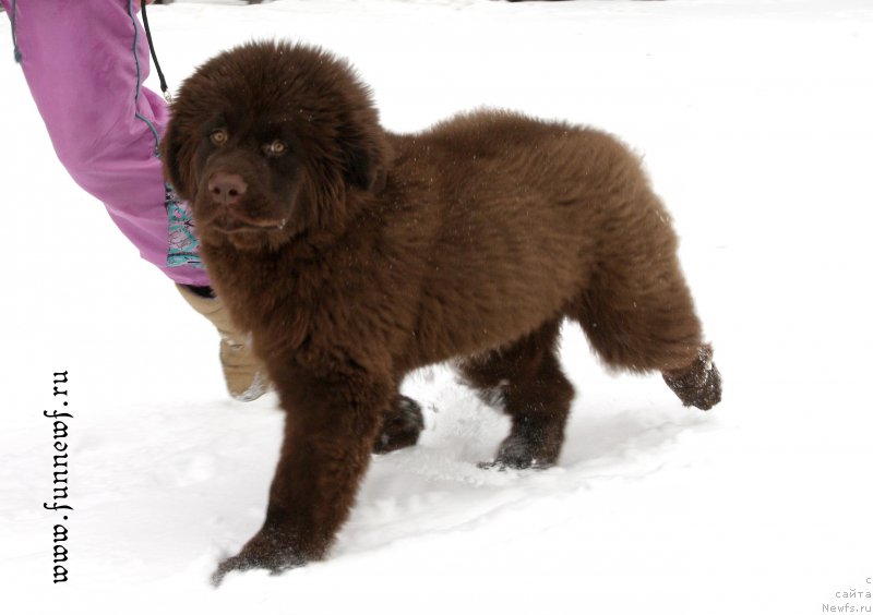 Фото: ньюфаундленд Funnewf Atlantika (Фанньюф Атлантика)