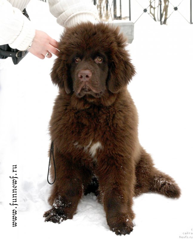 Фото: ньюфаундленд Funnewf Atlantika (Фанньюф Атлантика)