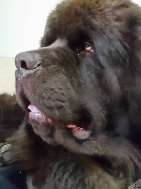 Фото: ньюфаундленд Brownblood MSK Hayes Hago (Браунблад МСК Хаиес Хаго)