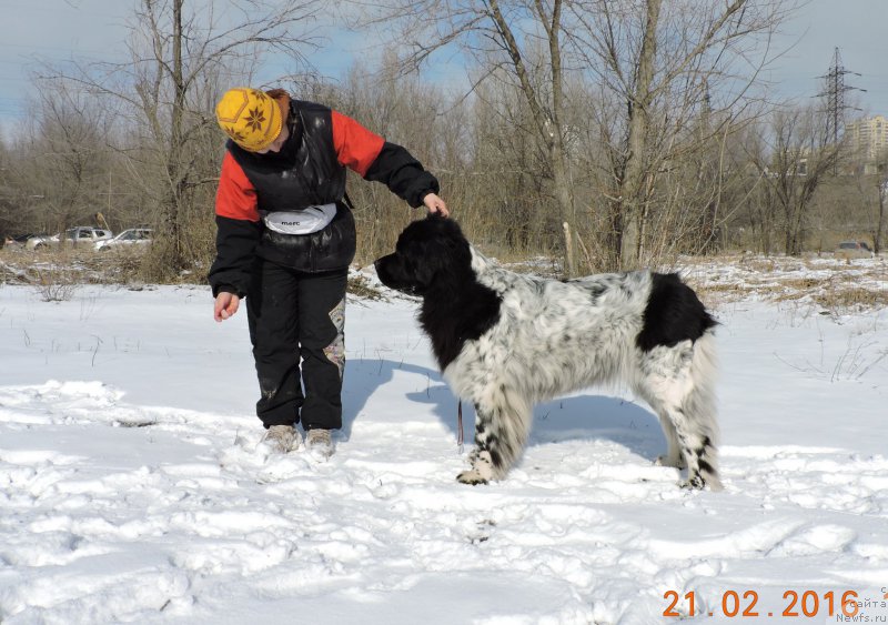 Фото: ньюфаундленд Skazochnaya Kroha SHampan' (Сказочная Кроха Шампань)