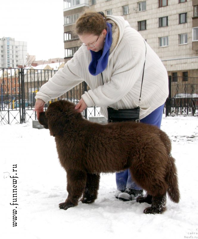 Фото: ньюфаундленд Funnewf Atlantika (Фанньюф Атлантика)