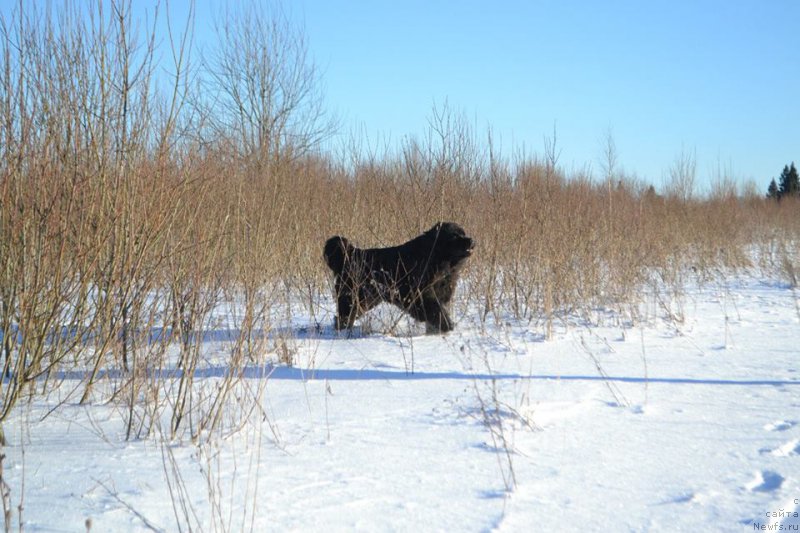 Фото: ньюфаундленд Vpered Zovuschaya s Berega Dona (Вперед Зовущая с Берега Дона)