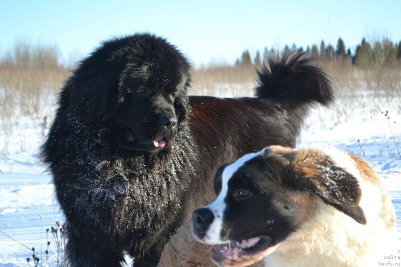 Фото: ньюфаундленд Vpered Zovuschaya s Berega Dona (Вперед Зовущая с Берега Дона)
