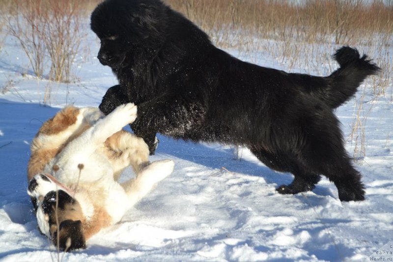 Фото: ньюфаундленд Vpered Zovuschaya s Berega Dona (Вперед Зовущая с Берега Дона)