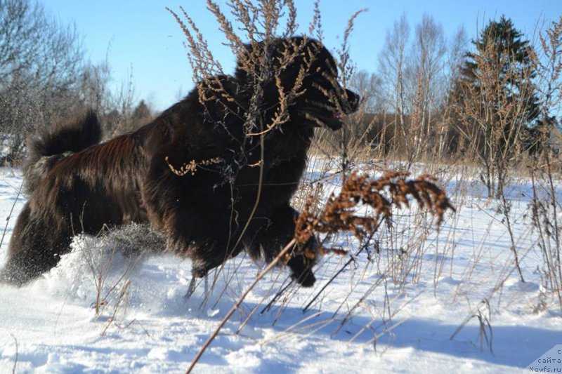 Фото: ньюфаундленд Vpered Zovuschaya s Berega Dona (Вперед Зовущая с Берега Дона)