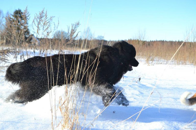 Фото: ньюфаундленд Vpered Zovuschaya s Berega Dona (Вперед Зовущая с Берега Дона)