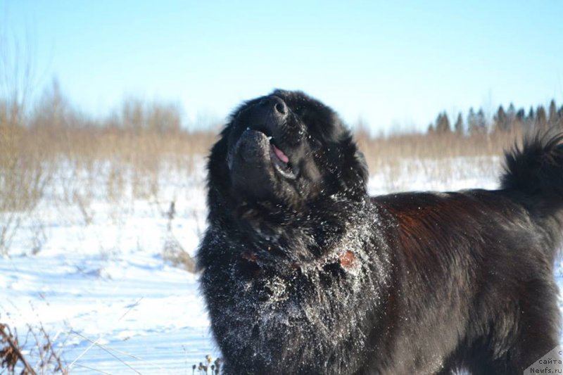 Фото: ньюфаундленд Vpered Zovuschaya s Berega Dona (Вперед Зовущая с Берега Дона)