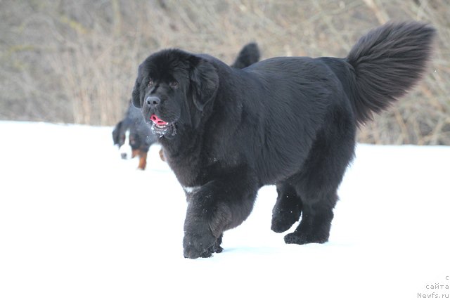 Фото: ньюфаундленд Akvatoriya Kelvin Amerikanka (Акватория Келвин Американка)