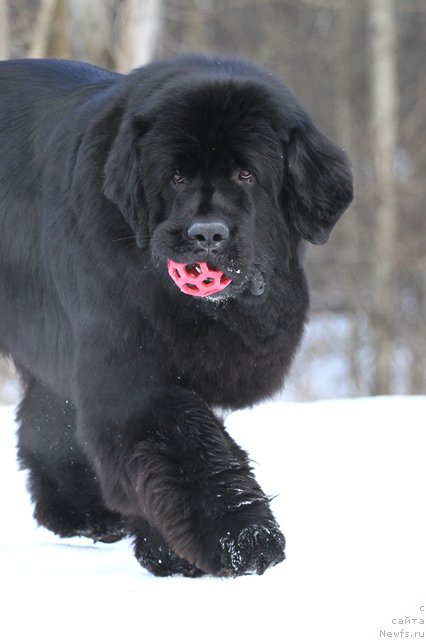 Фото: ньюфаундленд Akvatoriya Kelvin Amerikanka (Акватория Келвин Американка)