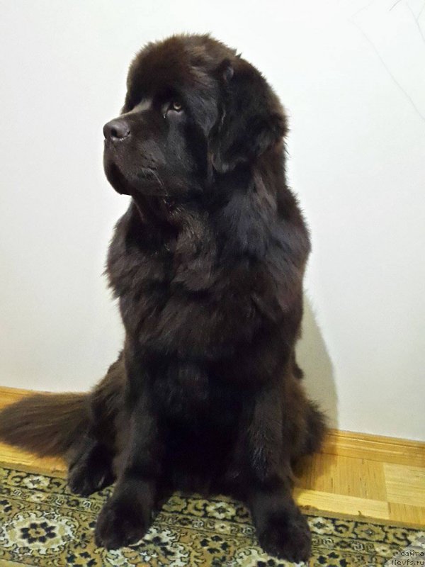 Фотография № 202068