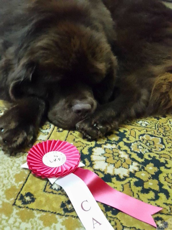 Фотография № 202069