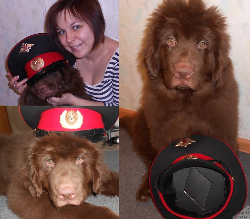 Фото: ньюфаундленд Braunblad MSK Saylas Soul Drim (Браунблад МСК Сайлас Соул Дрим)