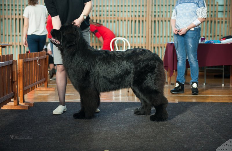 Фото: ньюфаундленд Super Premium Undercover Love (Супер Премиум Ундерковер Лове)