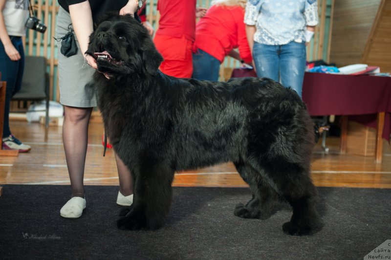 Фото: ньюфаундленд Super Premium Undercover Love (Супер Премиум Ундерковер Лове)