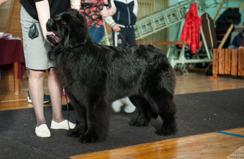 Фото: ньюфаундленд Super Premium Undercover Love (Супер Премиум Ундерковер Лове)