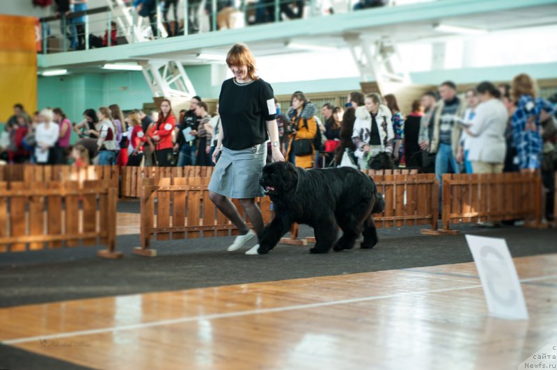 Фото: ньюфаундленд Super Premium Undercover Love (Супер Премиум Ундерковер Лове), Irina CHernikova (Ирина Черникова)