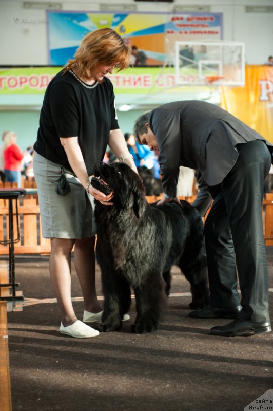 Фото: ньюфаундленд Super Premium Undercover Love (Супер Премиум Ундерковер Лове)