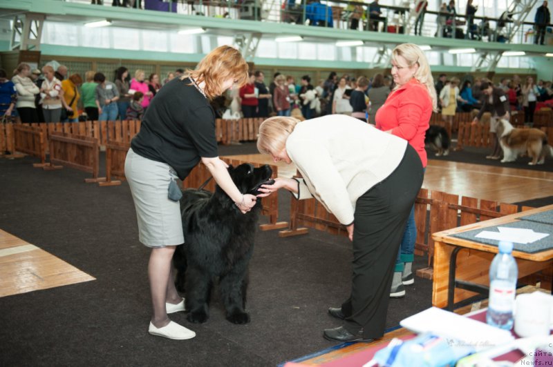 Фото: ньюфаундленд Super Premium Undercover Love (Супер Премиум Ундерковер Лове)