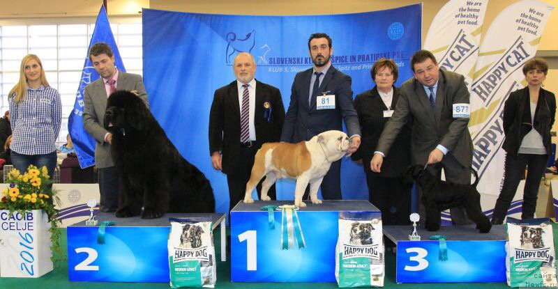 Фото: ньюфаундленд Dark Pride Vuitton (Дак Прайд Виттон)