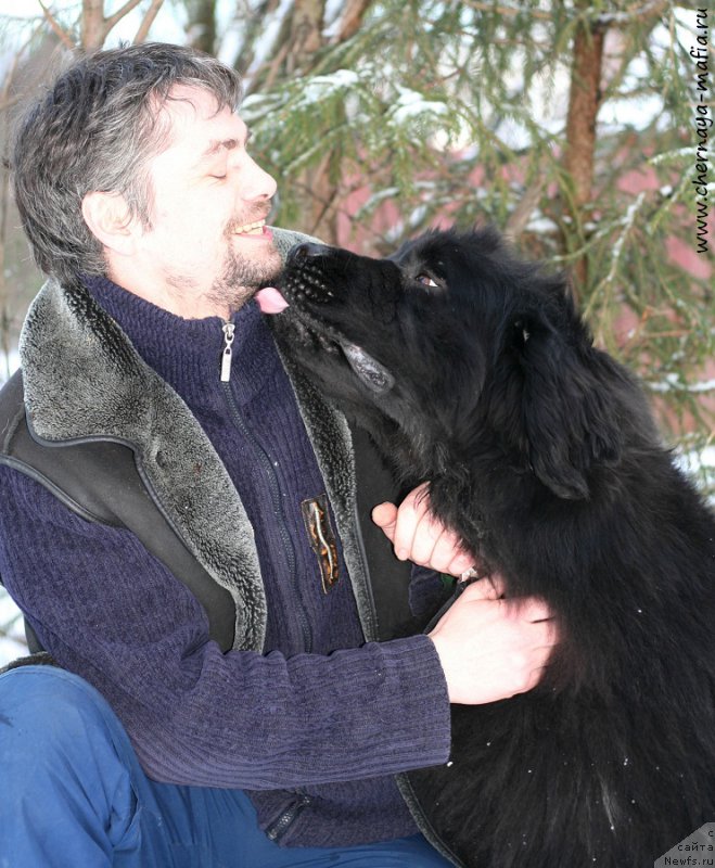 Фото: ньюфаундленд Chernaya Mafia Shengen Visa (Черная Мафия Шенген Виза)