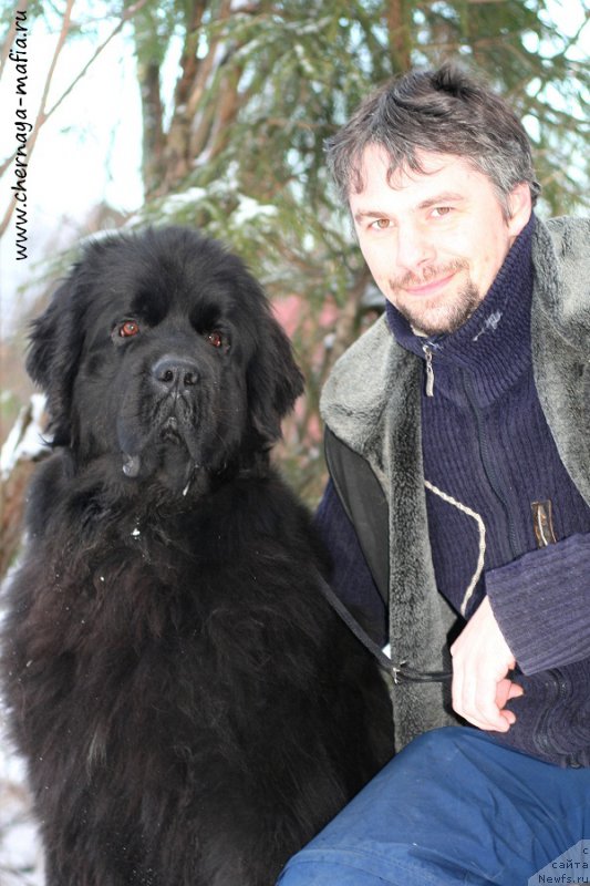 Фото: ньюфаундленд Chernaya Mafia Shengen Visa (Черная Мафия Шенген Виза)