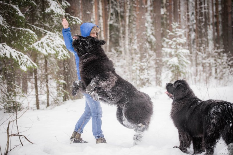 Фото: ньюфаундленд Smigar Liverpulsiy Chetvertak (Смигар Ливерпульский Четвертак), ньюфаундленд Love Inside Your Soul Moon Bear (Love Inside Your Soul Moon Bear)