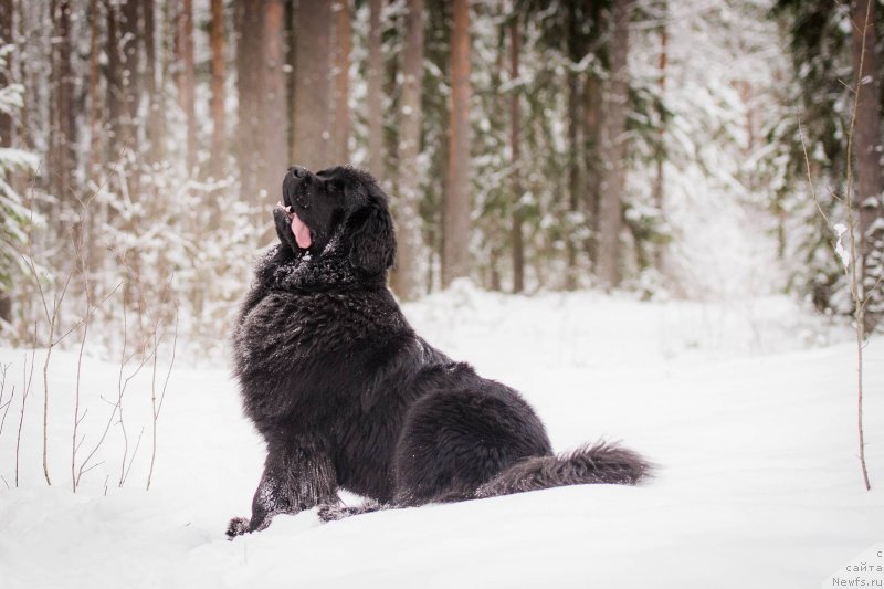 Фото: ньюфаундленд Love Inside Your Soul Moon Bear (Love Inside Your Soul Moon Bear)