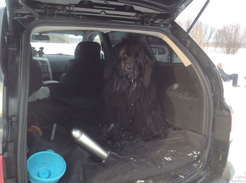 Фото: ньюфаундленд Sirius Blyek Vyey (Сириус Блэк Вэй)