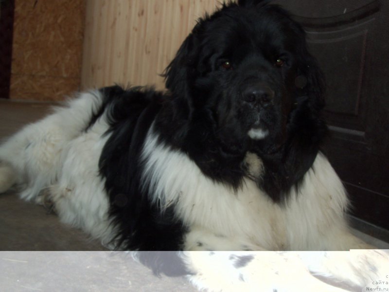 Фото: ньюфаундленд Bi Perfekt Volshebnaya Skazka (Би Перфект Волшебная Сказка)