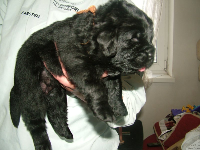 Фото: ньюфаундленд Addaniyel' Moy Angel (Адданиэль Мой Ангел)