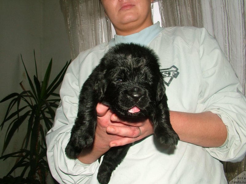 Фото: ньюфаундленд Addaniyel' Moy Angel (Адданиэль Мой Ангел)