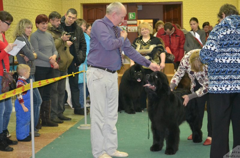 Фото: ньюфаундленд Mnogolikaya Boginya Manifik (Многоликая Богиня Манифик)
